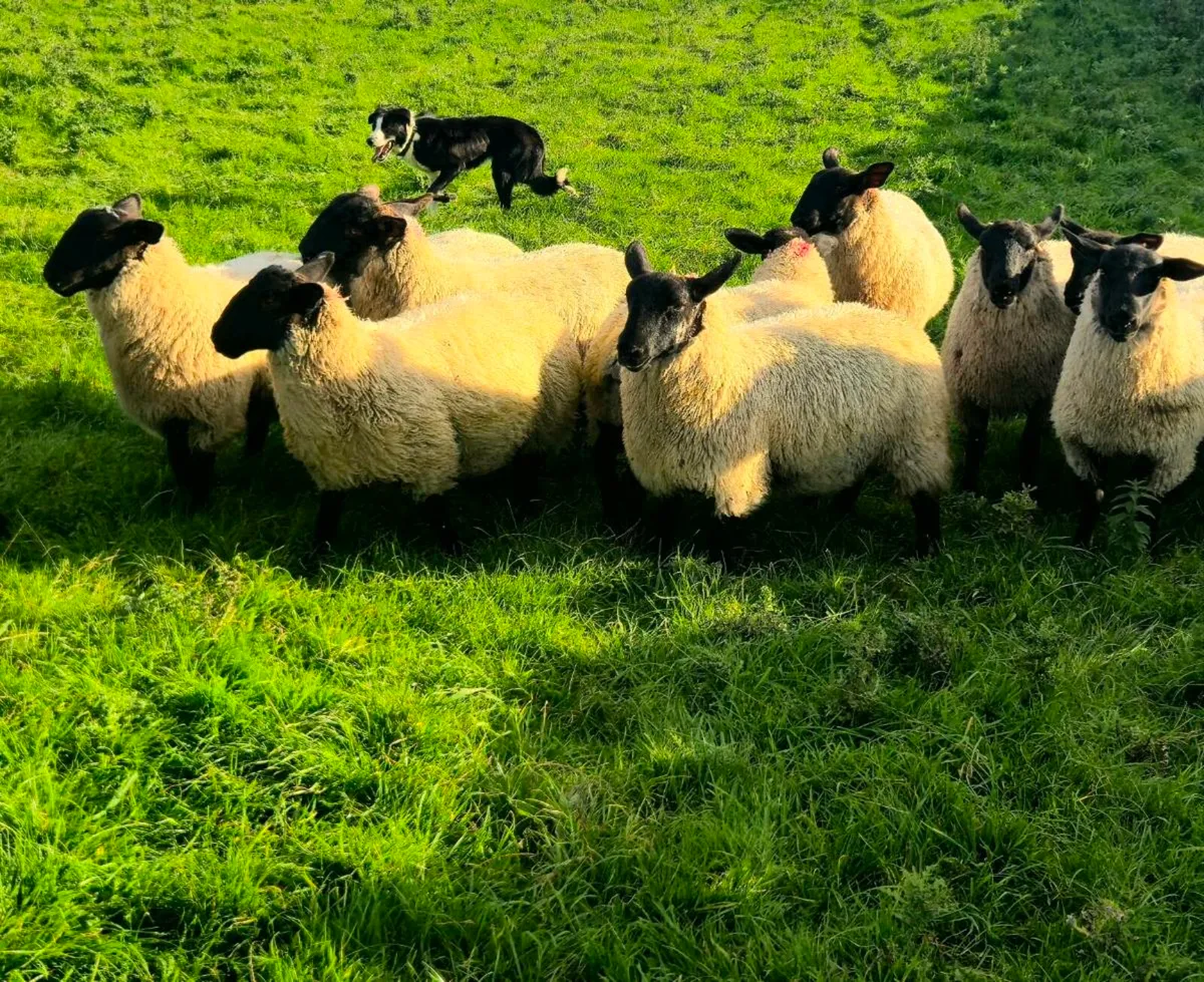 Suffolk mule ewe lambs - Image 3