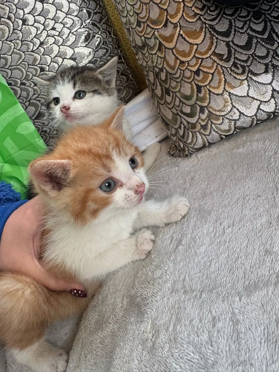 Beautiful friendly kittens - Image 1