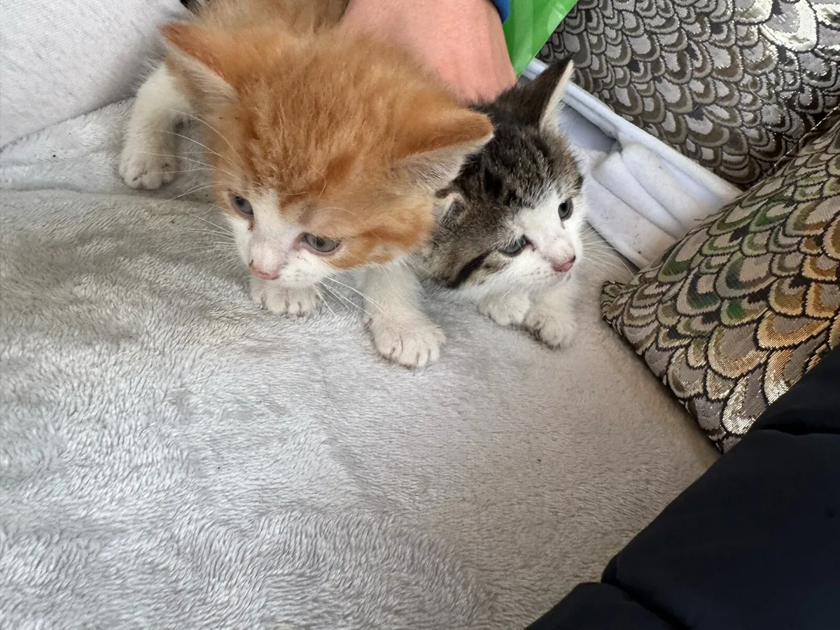 Beautiful friendly kittens - Image 2