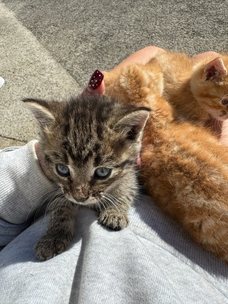 Beautiful friendly kittens - Image 3