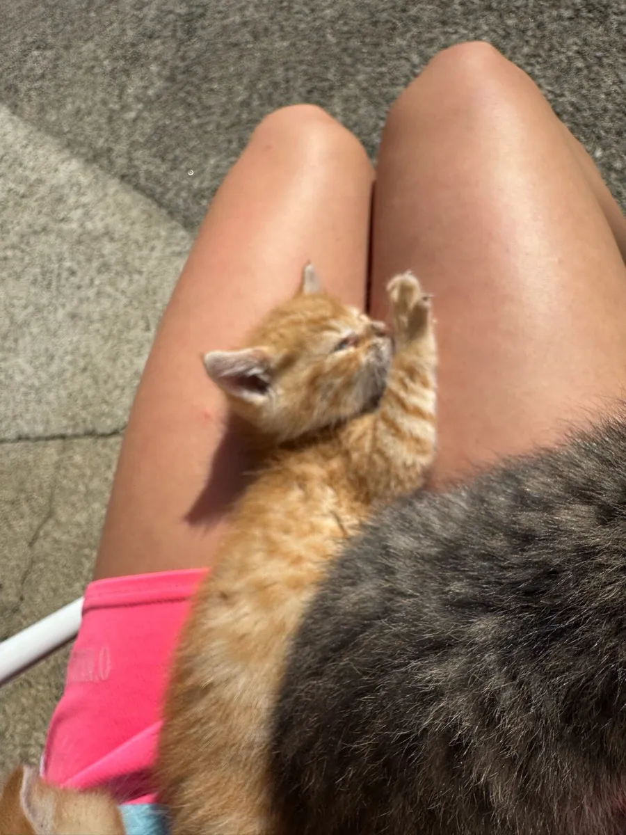 Beautiful friendly kittens - Image 4
