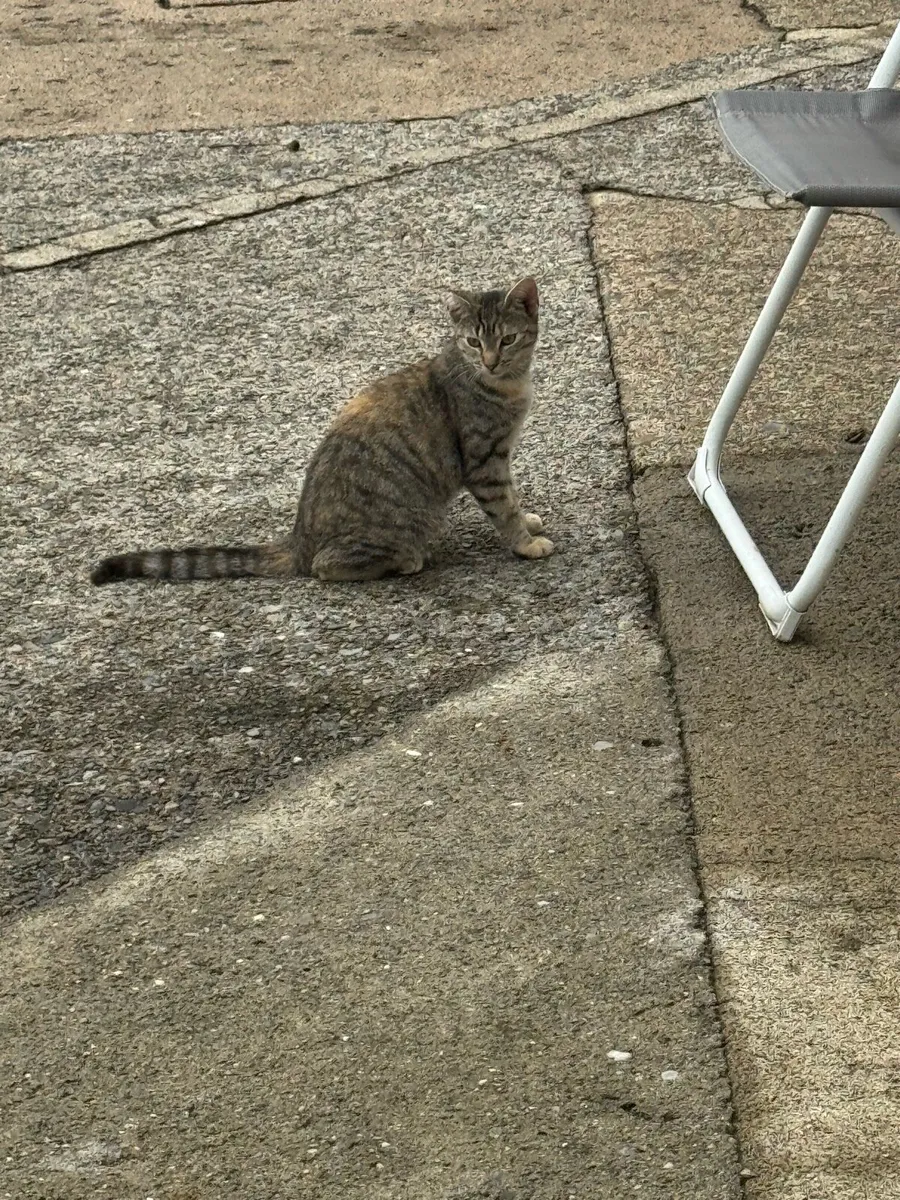 Beautiful friendly cats - Image 2