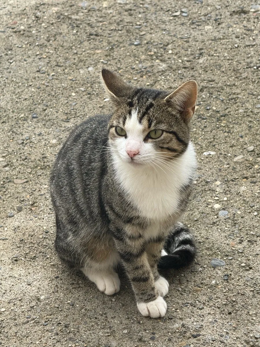 Beautiful friendly cats - Image 1