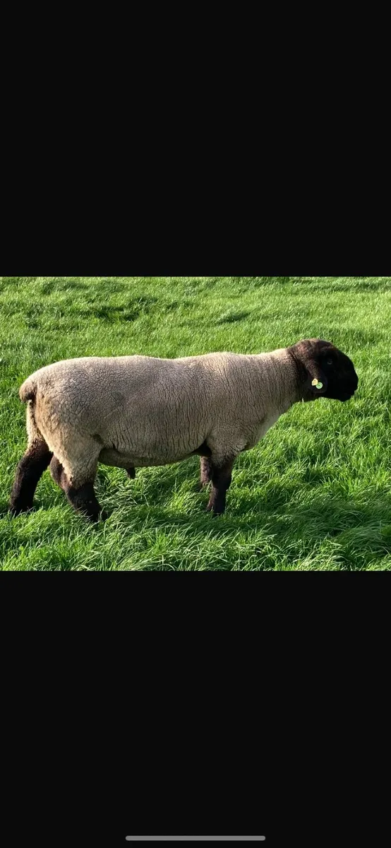 Suffolk Hogget Ram - Image 1
