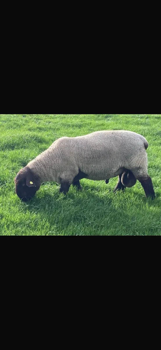 Suffolk Hogget Ram - Image 2