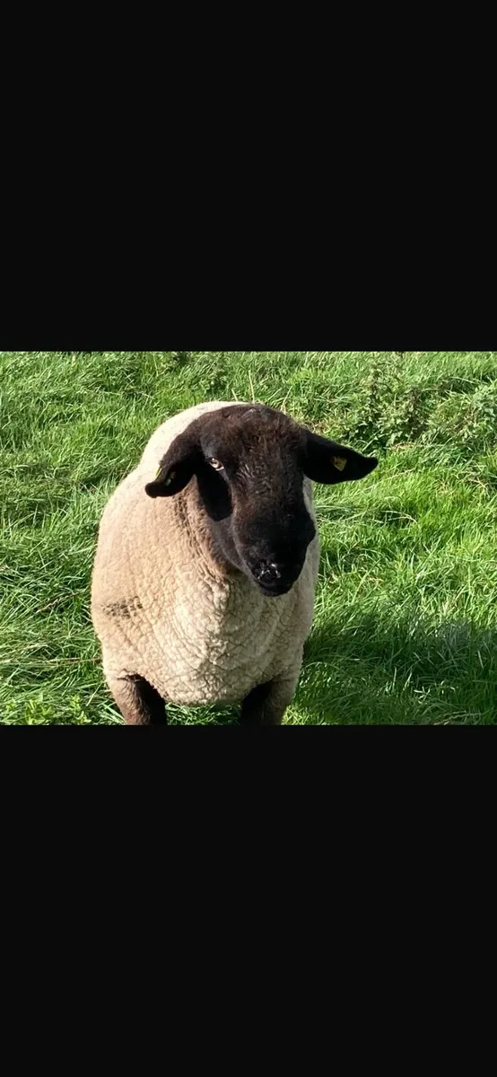 Suffolk Hogget Ram - Image 3