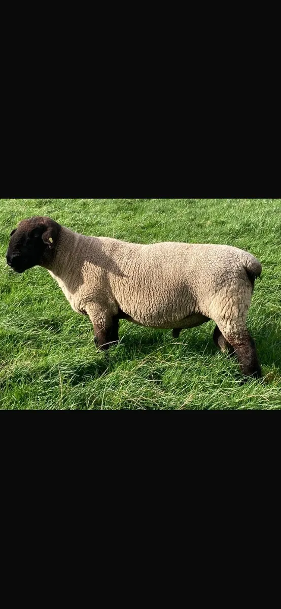 Suffolk Hogget Ram - Image 4