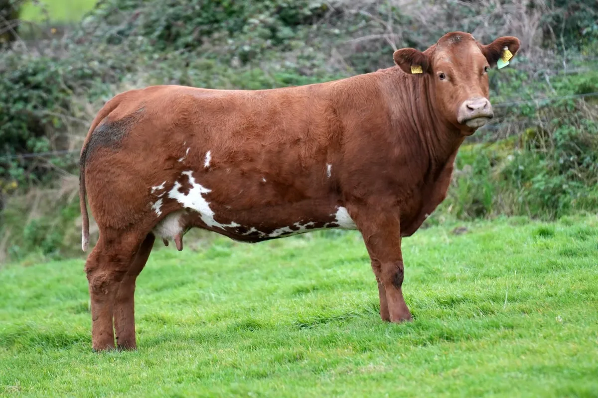 2 Super Limousin Cows & Blue Calves - Image 4