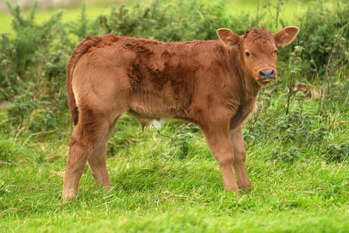 Super Limousin Cow & Blue Calf - Image 1