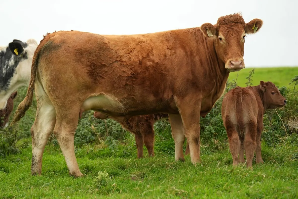 Super Limousin Cow & Blue Calf - Image 2