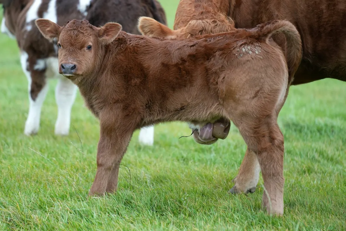 Super Limousin Cow & Blue Calf - Image 3
