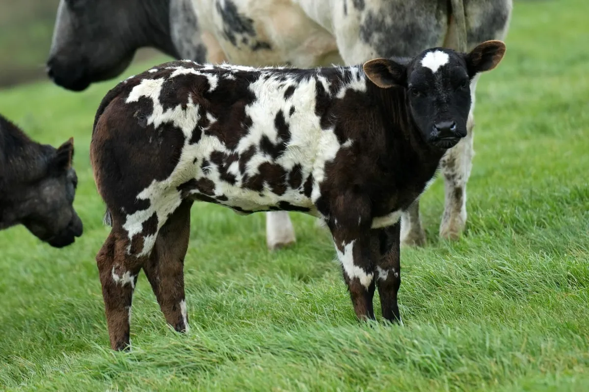 2 Super Limousin Cows & Blue Calves - Image 1