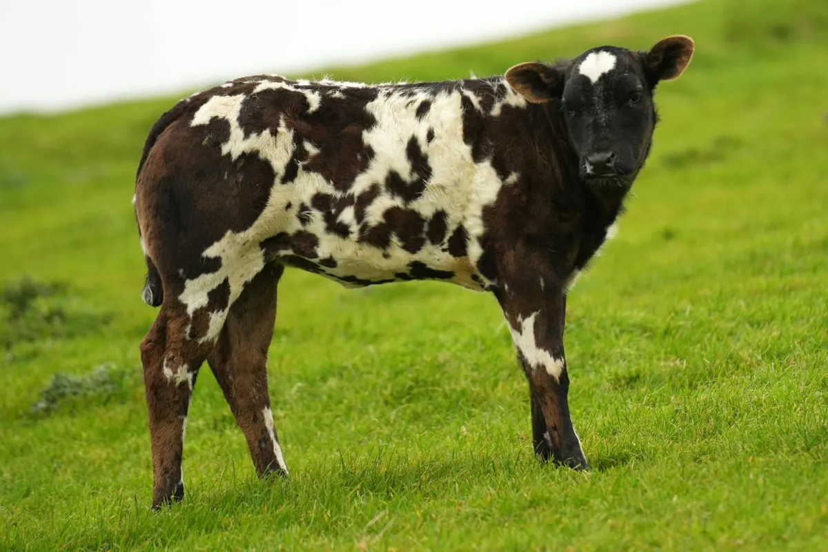 2 Super Limousin Cows & Blue Calves - Image 3