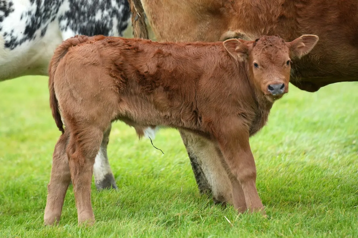 Super Limousin Cow & Blue Calf - Image 4