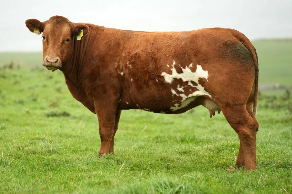 2 Super Limousin Cows & Blue Calves - Image 2