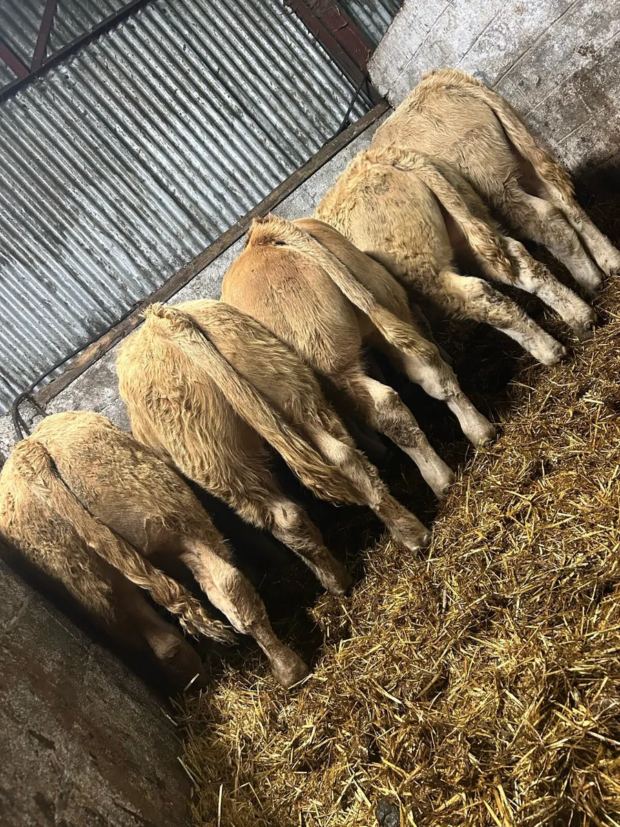 U grade charolais bulls - Image 1