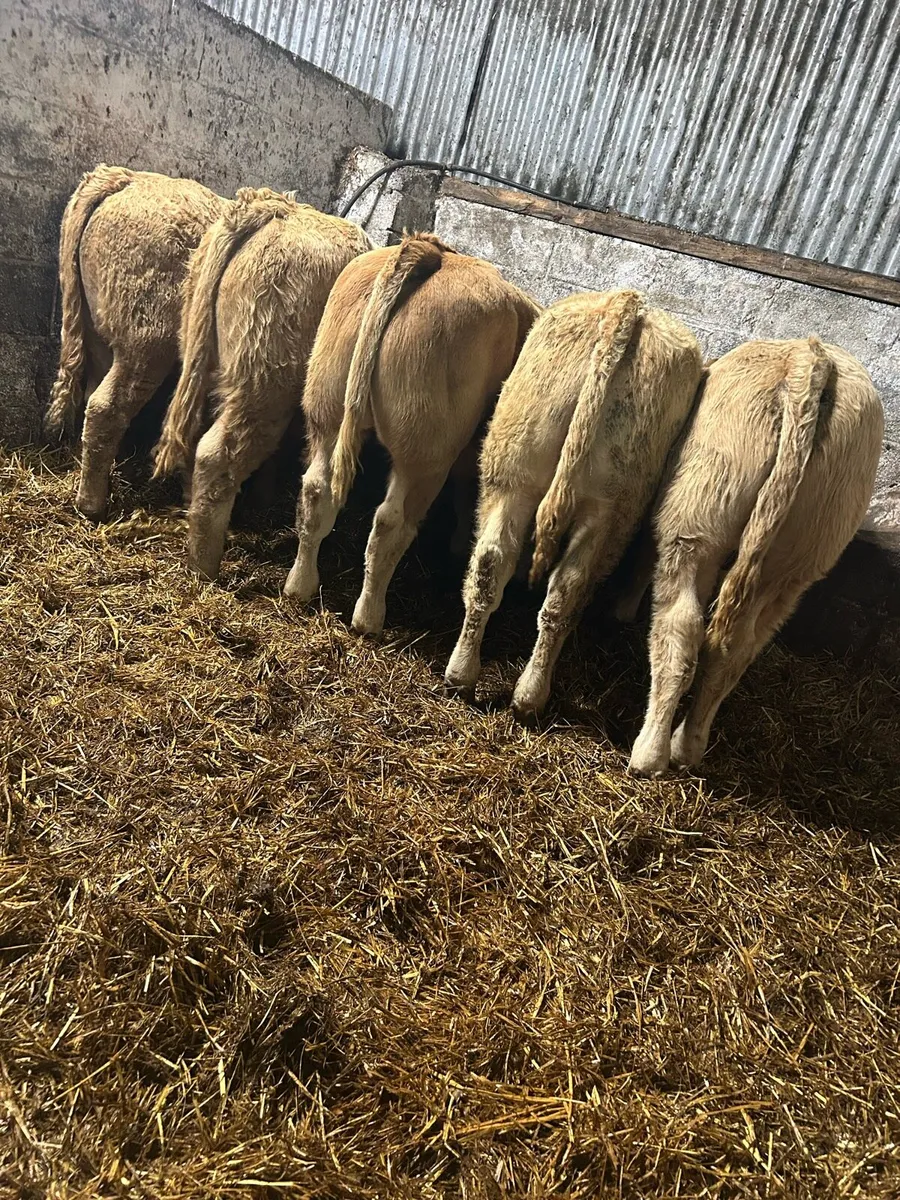 U grade charolais bulls - Image 2