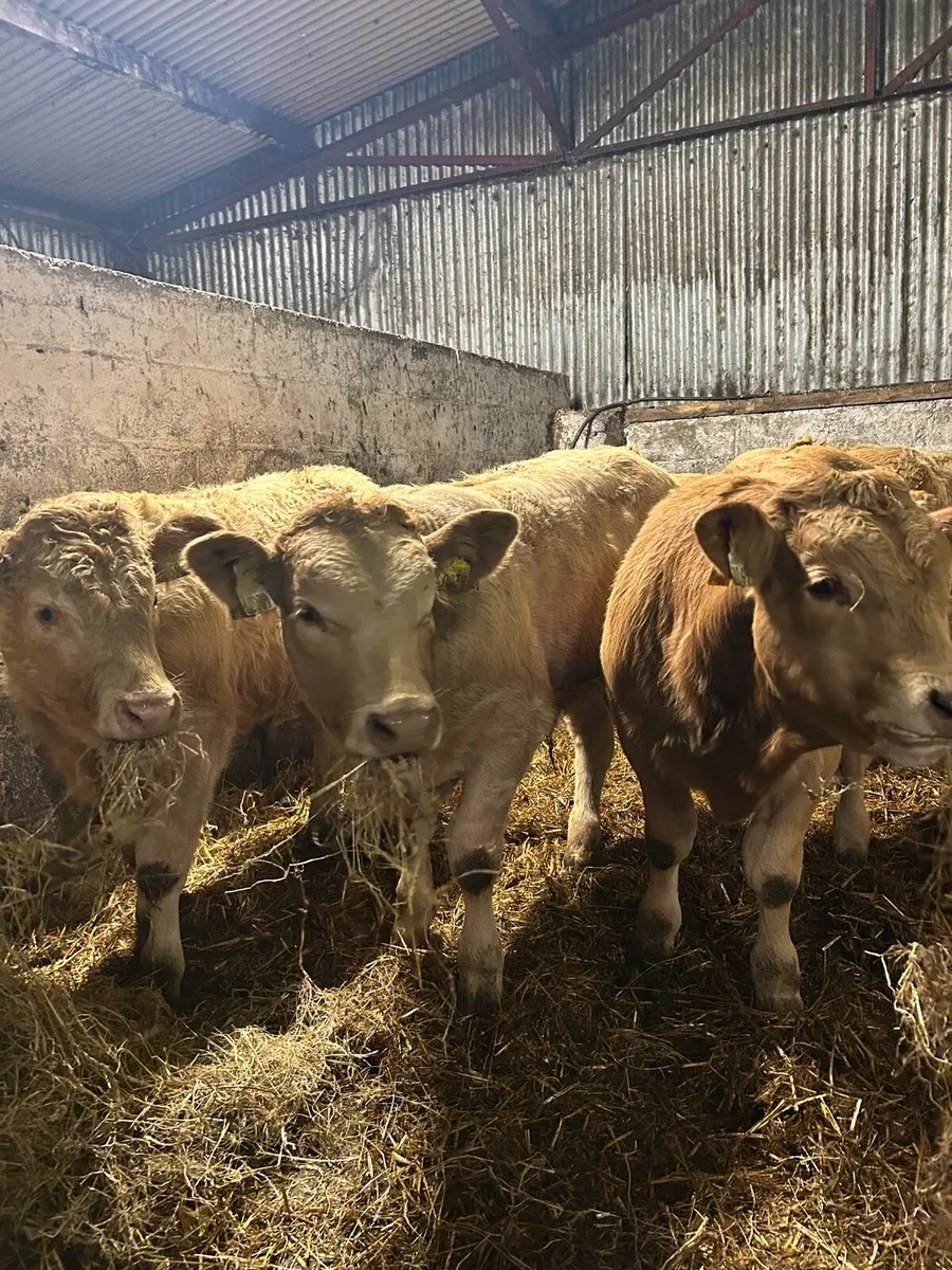 U grade charolais bulls - Image 3