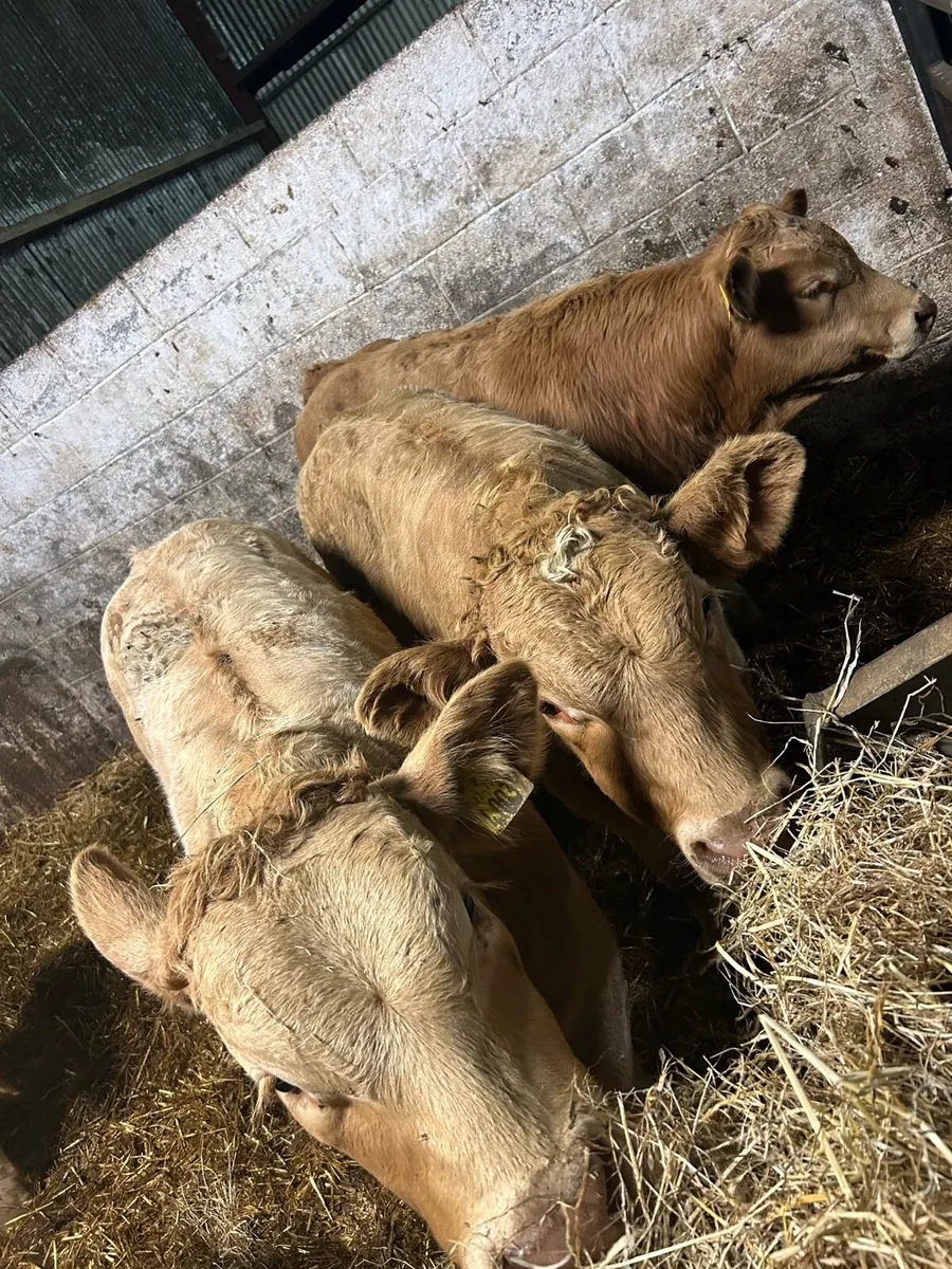 U grade charolais bulls - Image 4