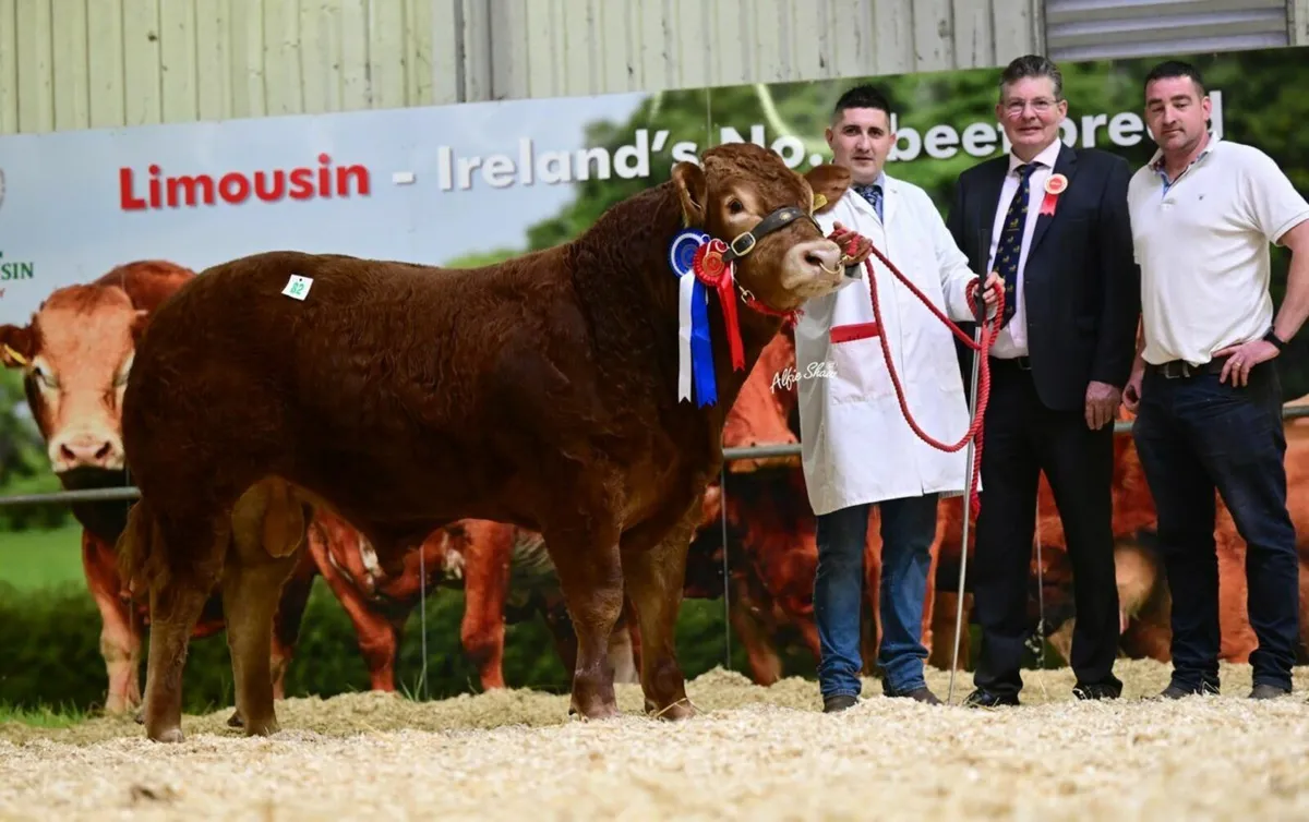 Premier Pedigree Limousin bull and heifer sale - Image 1