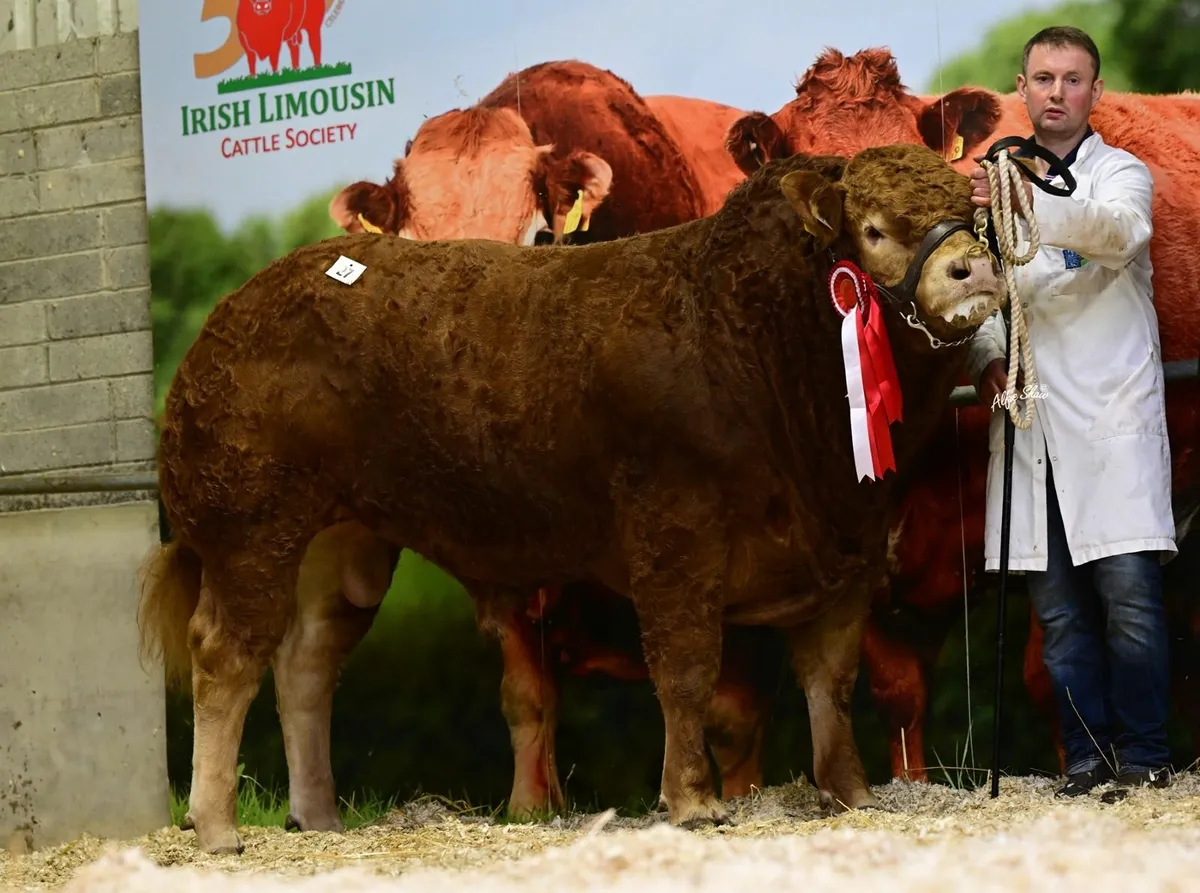 Premier Pedigree Limousin bull and heifer sale - Image 2