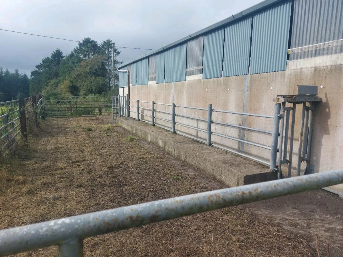 Slatted / cubicle shed to rent with silage - Image 2