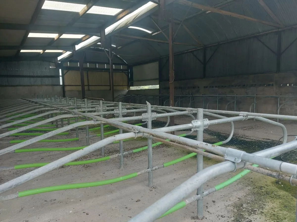 Slatted / cubicle shed to rent with silage - Image 3