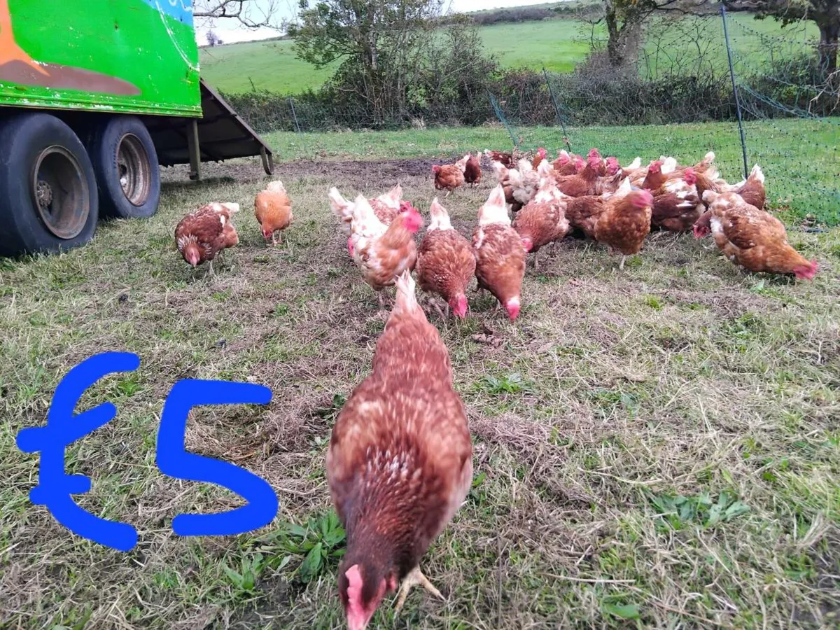 Hens - Image 1