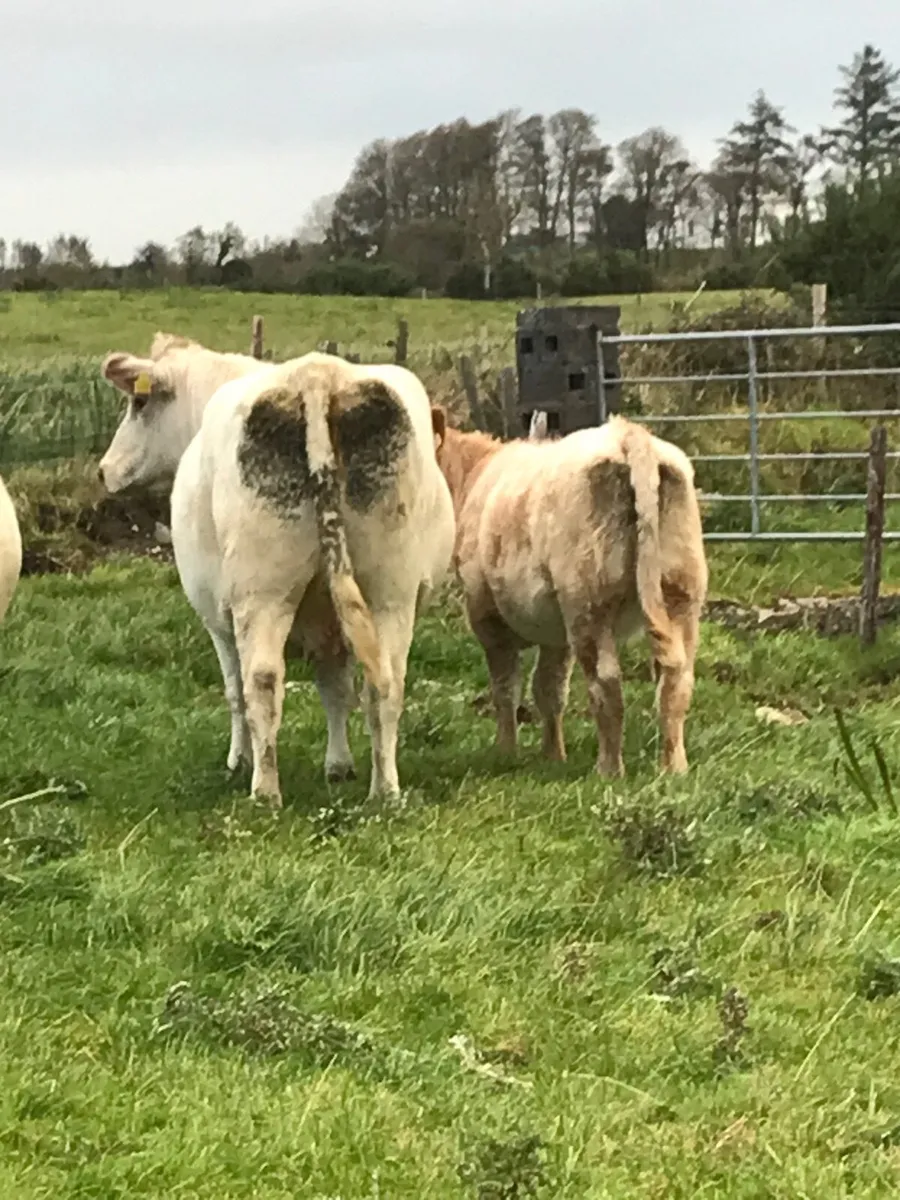 2 Weanling Heifers for Ballina Mart Friday - Image 2