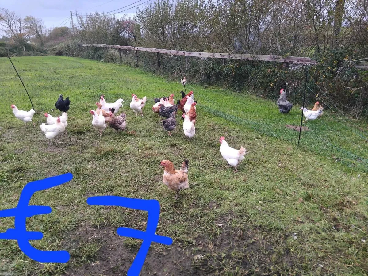 Hens - Image 2