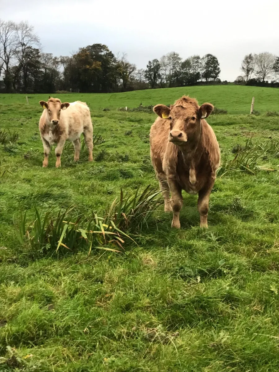 2 Weanling Heifers for Ballina Mart Friday - Image 1