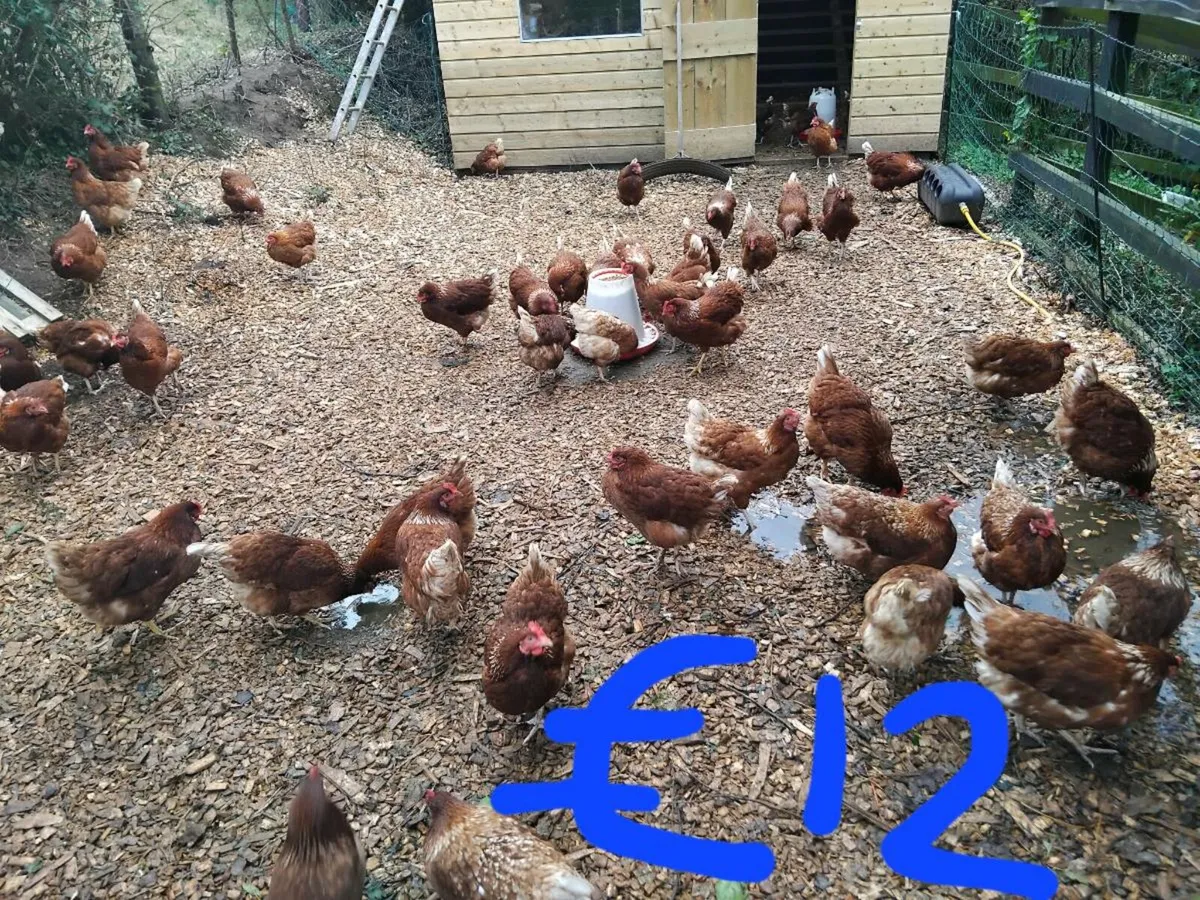 Hens - Image 3