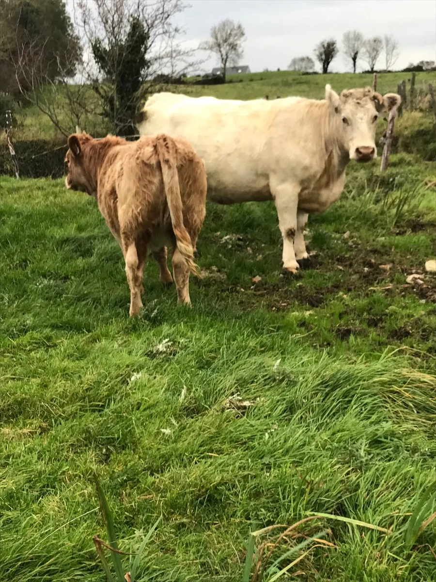 2 Weanling Heifers for Ballina Mart Friday - Image 3