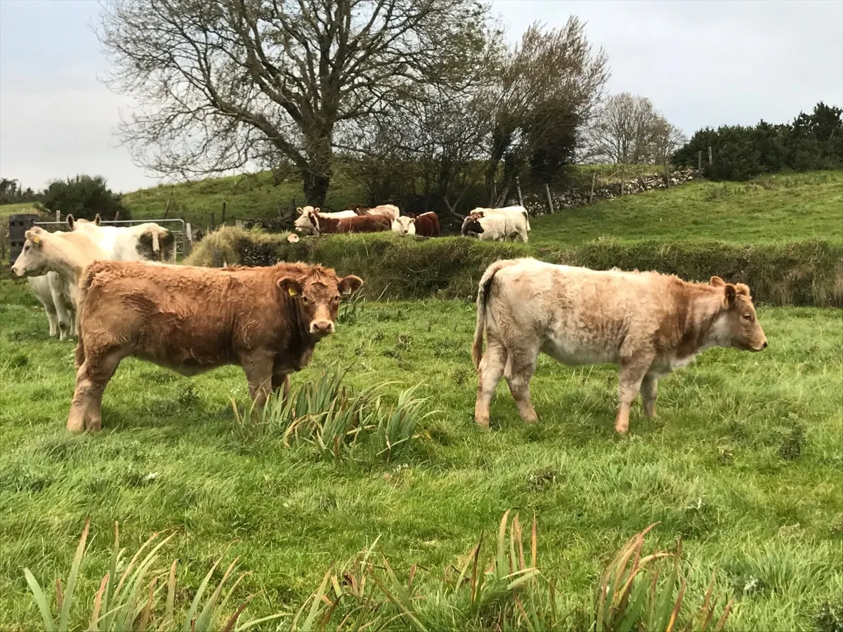 2 Weanling Heifers for Ballina Mart Friday - Image 4