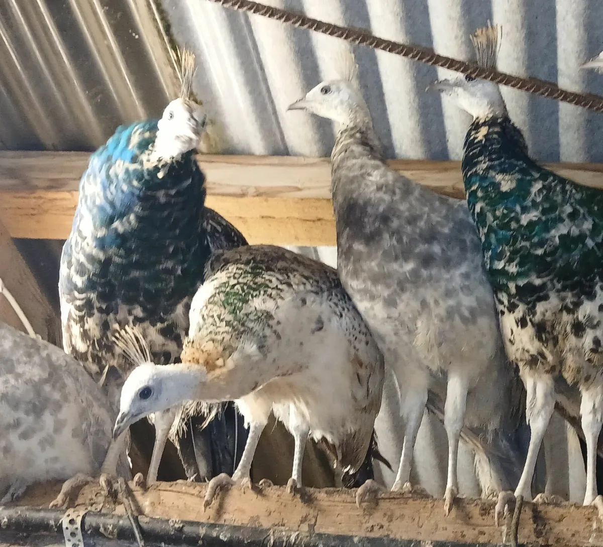 Peachicks peahens peafowl peacock - Image 1