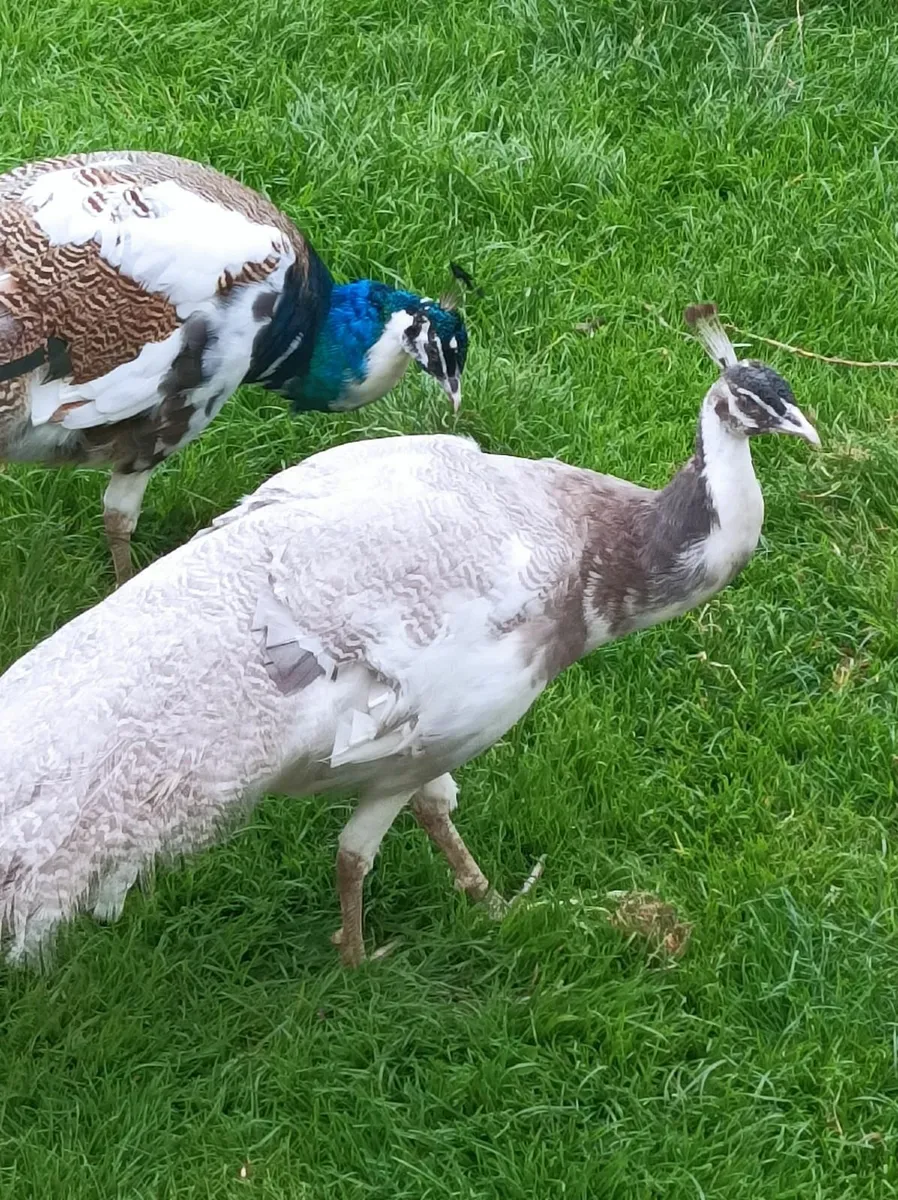 Peachicks peahens peafowl peacock - Image 2