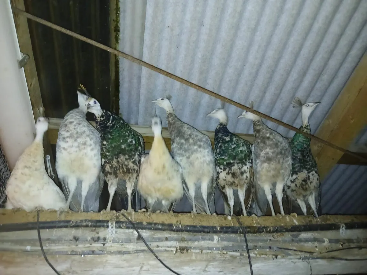 Peachicks peahens peafowl peacock - Image 4