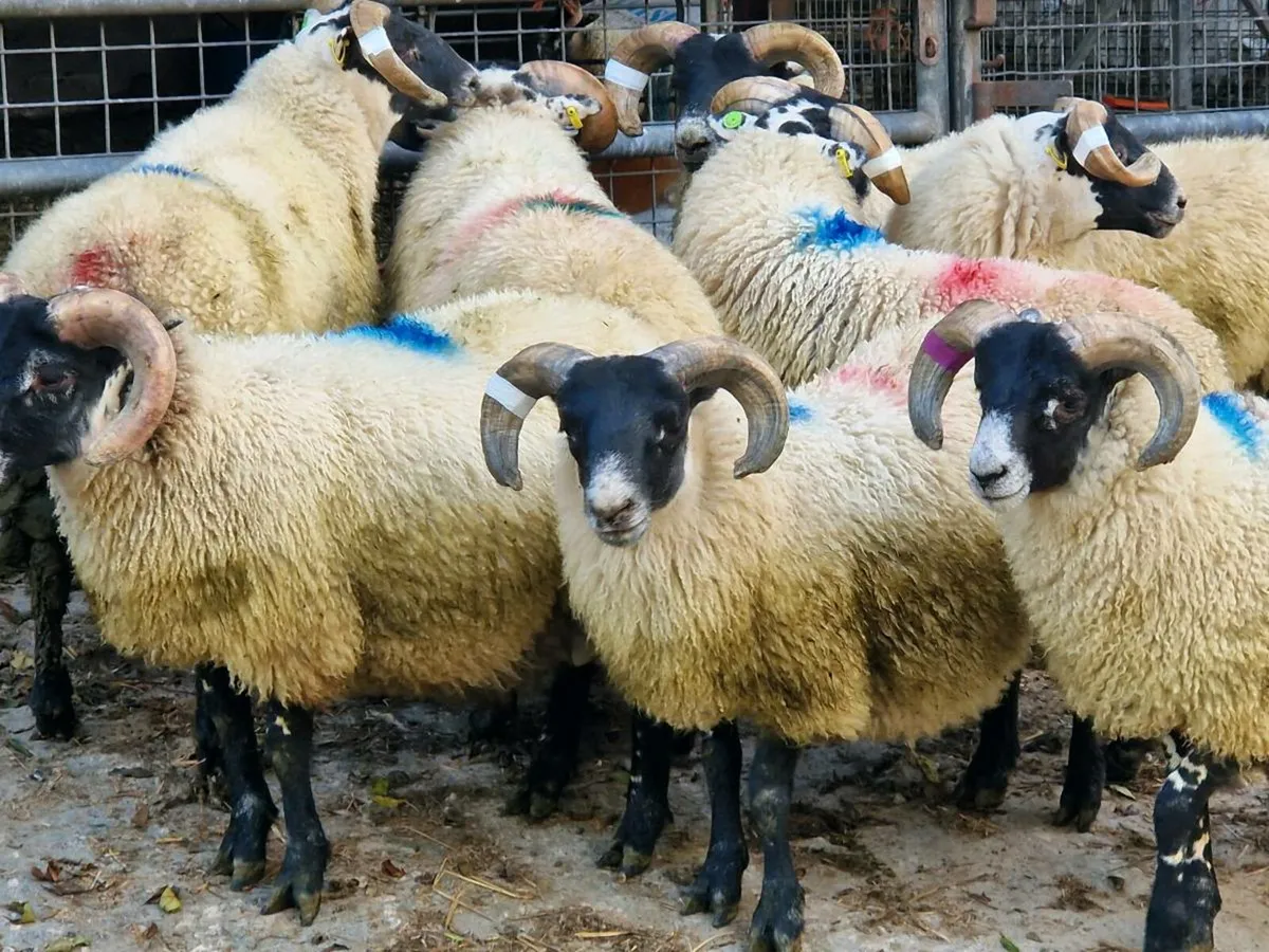8 SIS Approved Lanark Ram Lambs - Image 1