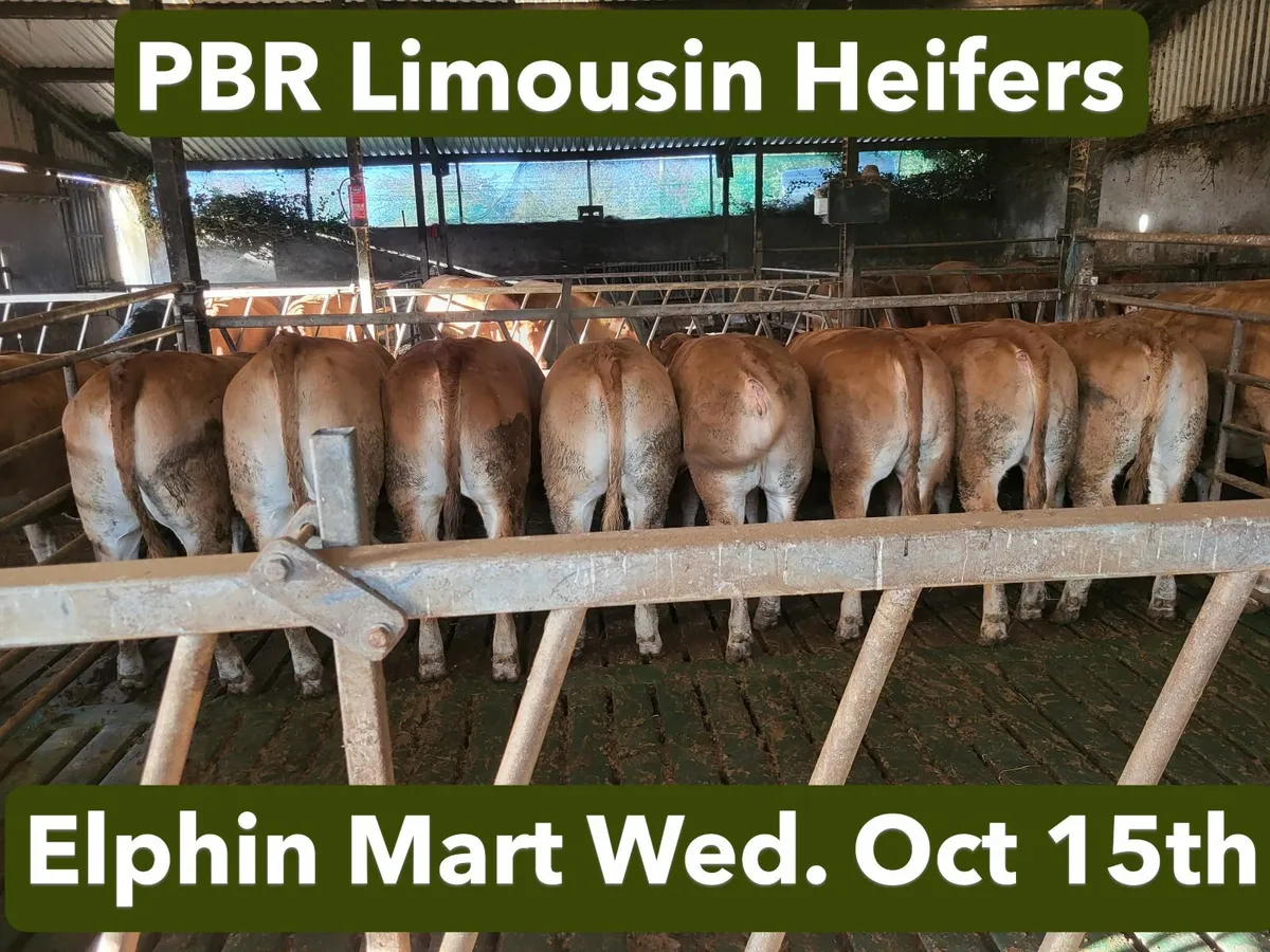 PBR Limousin Breeding Heifers - Image 1