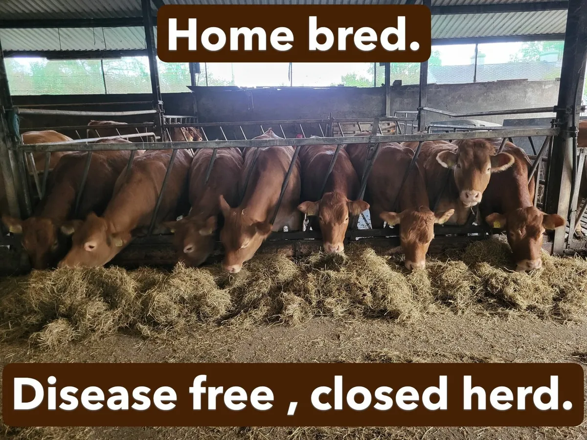 PBR Limousin Breeding Heifers - Image 2