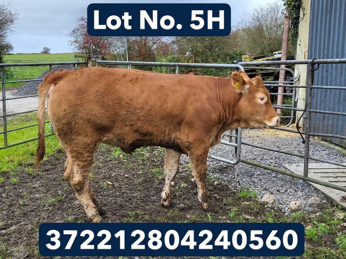 PBR Limousin Breeding Heifers - Image 3