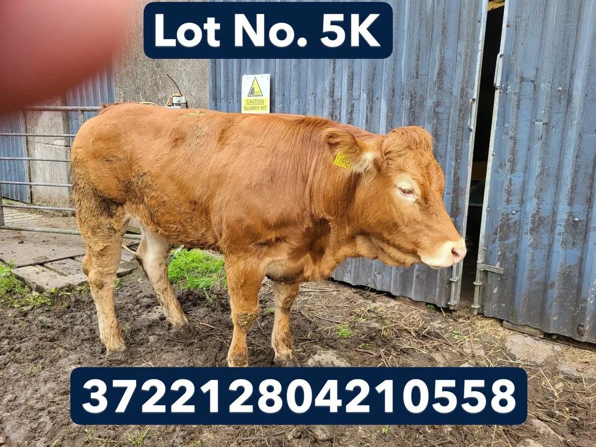 PBR Limousin Breeding Heifers - Image 4