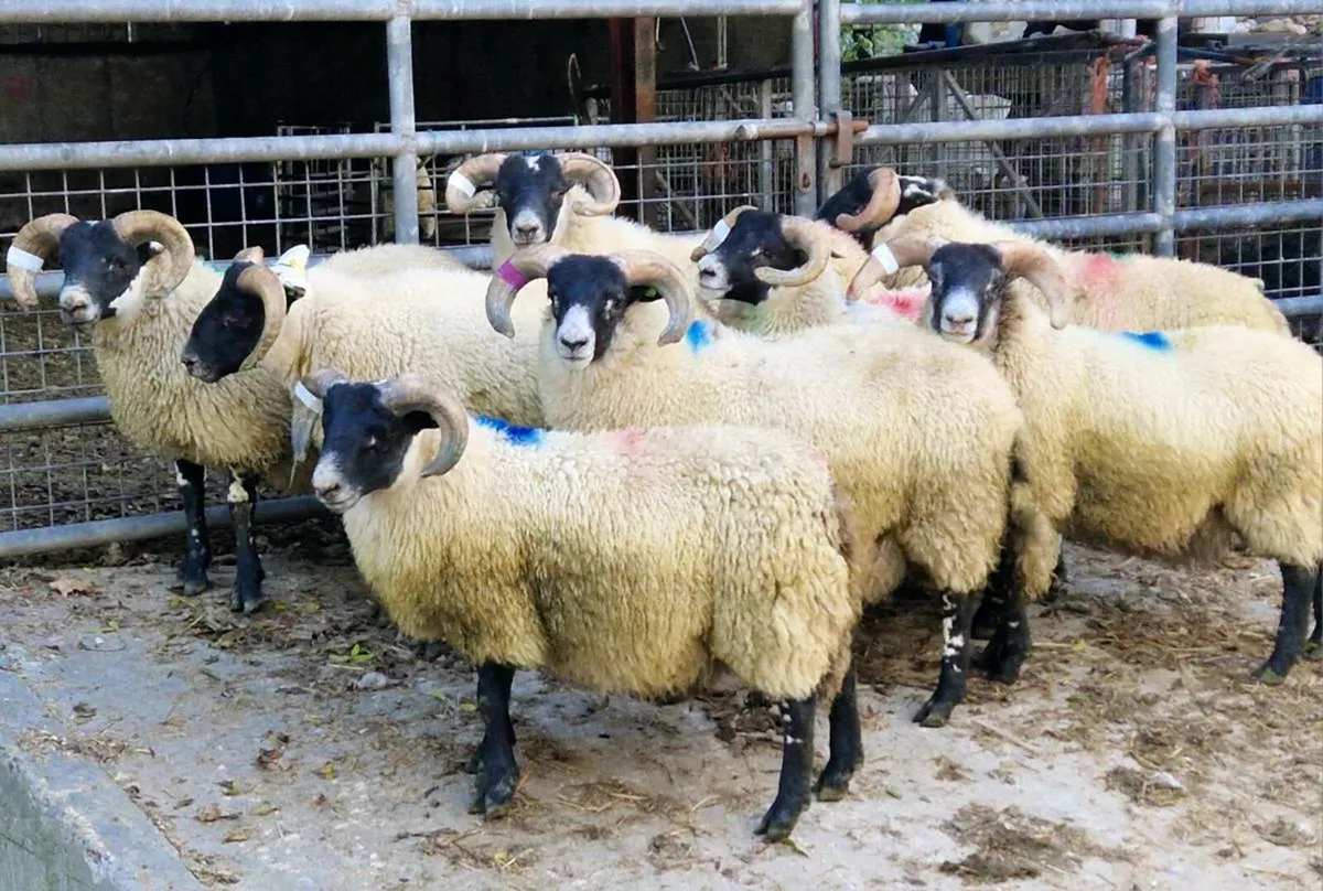 8 SIS Approved Lanark Ram Lambs - Image 2