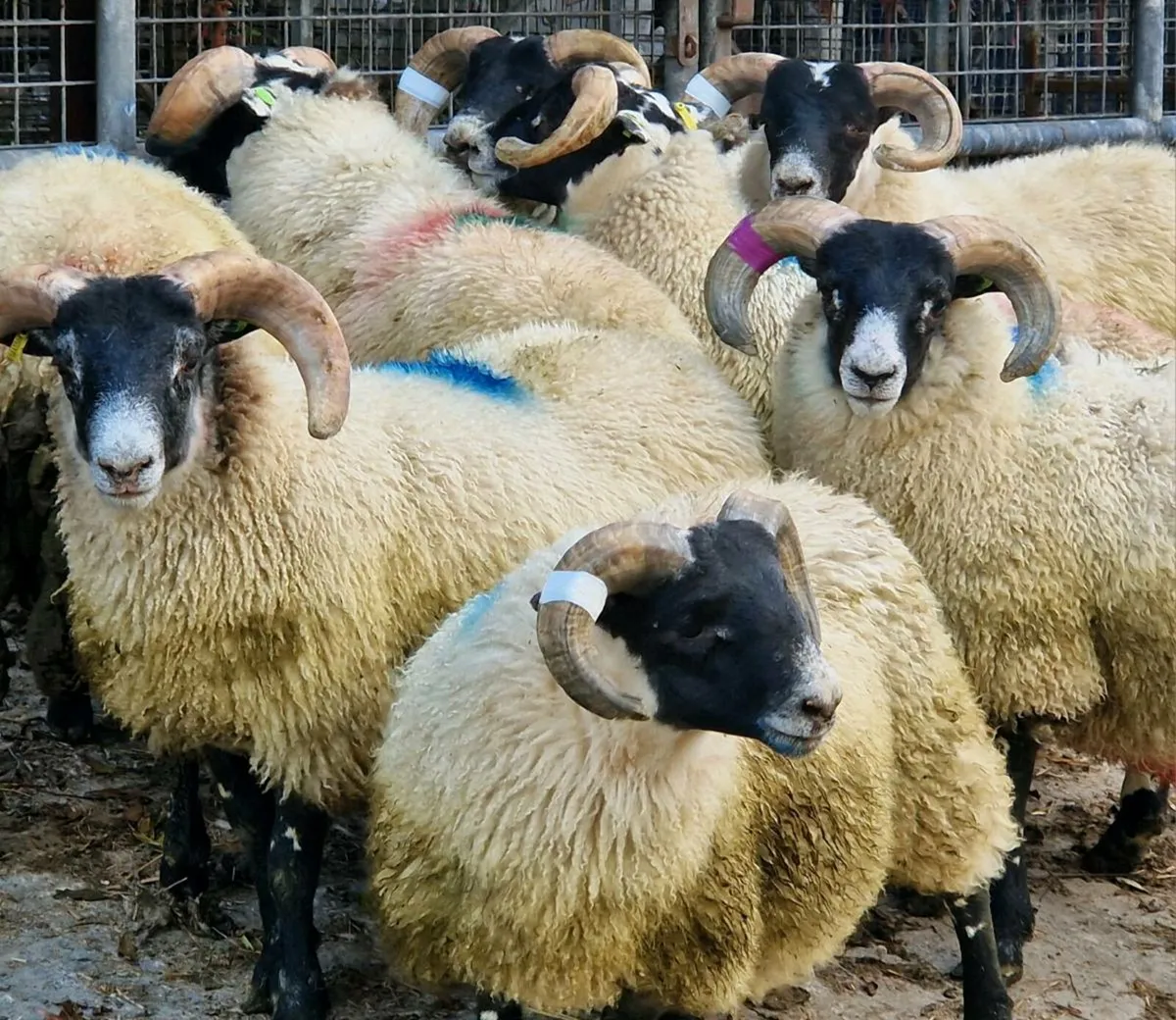 8 SIS Approved Lanark Ram Lambs - Image 3