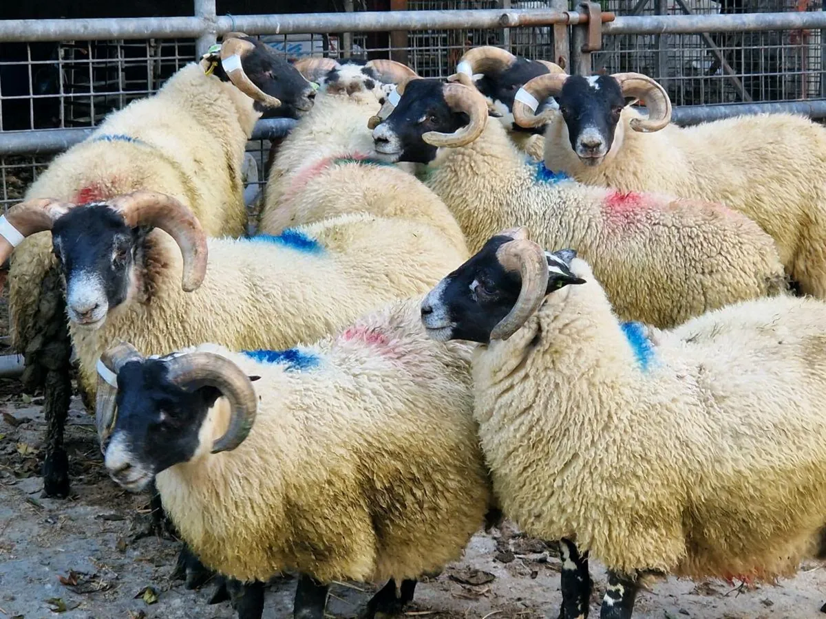 8 SIS Approved Lanark Ram Lambs - Image 4