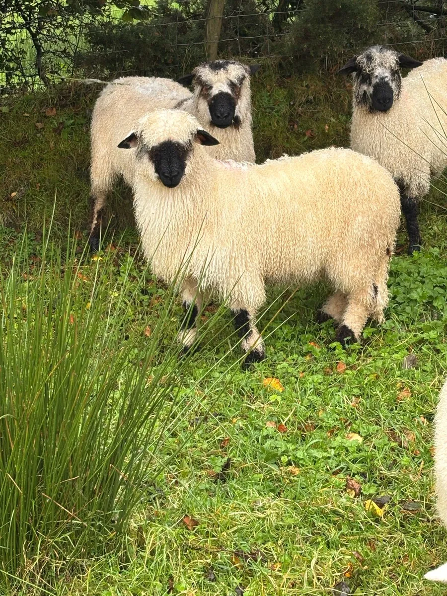 Valais - Image 4