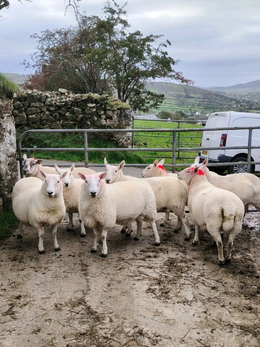 North Country hogget ewes - Image 1