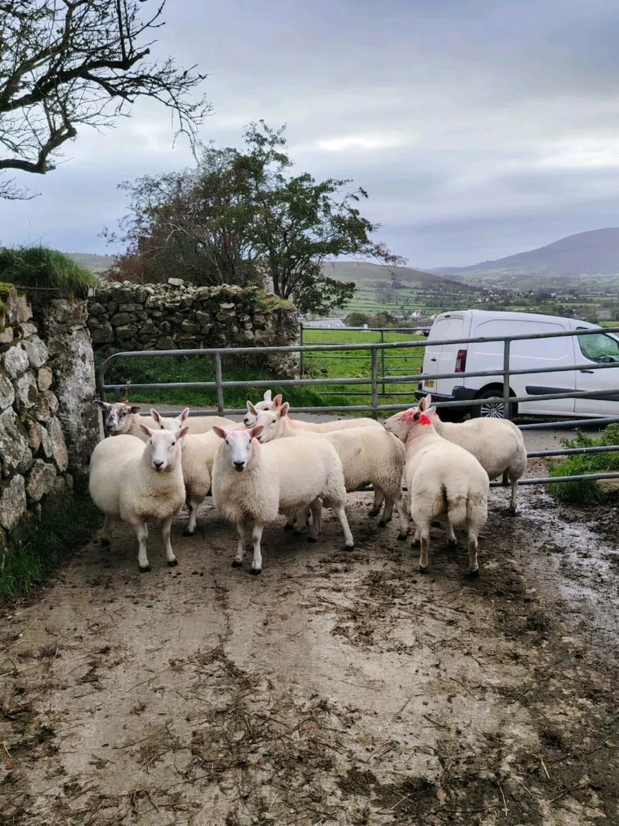 North Country hogget ewes - Image 2