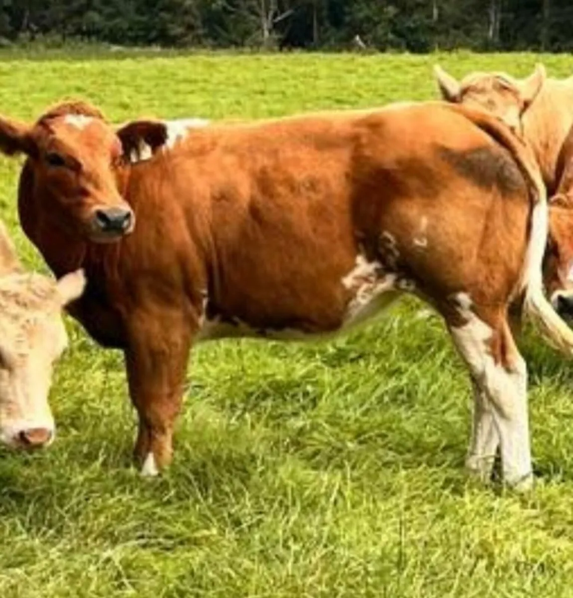 2 BBX Heifers Ballina Mart Friday 10/10/2025 - Image 1