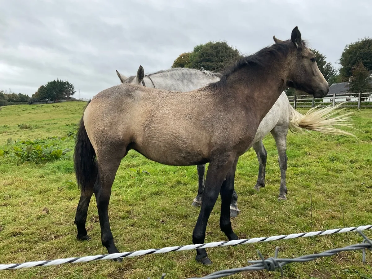 2 Connemara filly foals one 15 year old mare - Image 1
